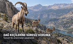 Tunceli’de Dağ Keçilerinin Avlanması Süresiz Yasaklandı