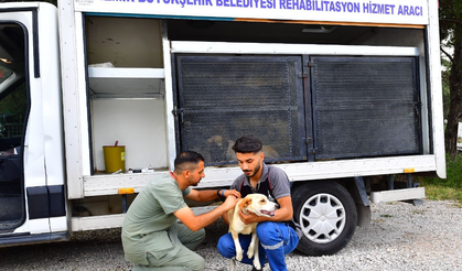 İzmir Büyükşehir Belediyesi tarafından bir yılda 25 bin kedi ve köpek kısırlaştırıldı