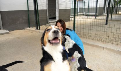 Başıboş Köpek Yasasında Kritik Karar: AYM İptal Başvurusunu Reddetti