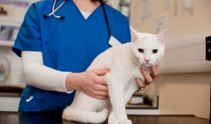 7/24 Açık Veteriner İstanbul: Acil Durumlarda Klinik Seçimi