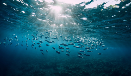 İnsanlar sağlıklı bir okyanus olmadan yaşayamaz