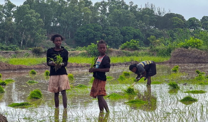 FAO: Küresel Krizlerin “Mükemmel Fırtınası” Gıda Fiyatlarında Yıllar Süren Artışa Neden Oldu