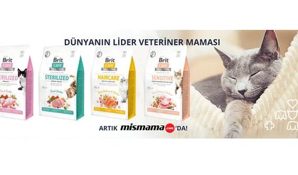 Köpek Tasması ve Mama Seçiminde Bilinçli Alışveriş Rehberi