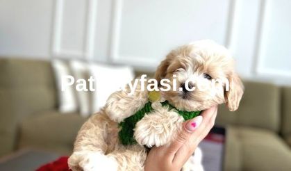 Maltipoo Sahiplenmenin Tam Zamanı: Sevimliliği ve Zekâsıyla Herkesi Büyüleyen Irk