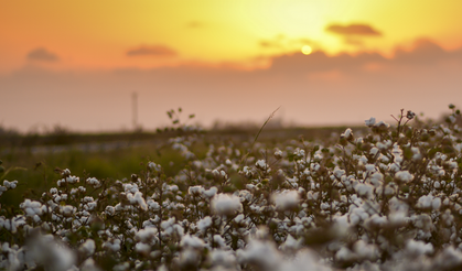 EMEP Mersin İl Başkanı Başkavak'tan Sert Tepki: Trump’a Kıyak İçin Ülke Tarımı Feda Edilemez