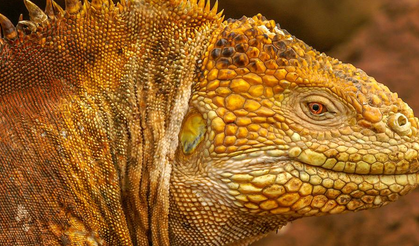 Doğayı Kurtarma Zirvesi: Nesli Tehlikedeki Türler İçin Yeni Küresel Koruma Hamlesi