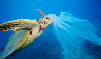 Az Miktarda Plastik Bile Deniz Canlılarını Öldürebiliyor