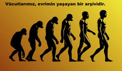 İnsan vücudu bir tasarım şaheseri değil, evrimsel uzlaşmaların bir yamasıdır