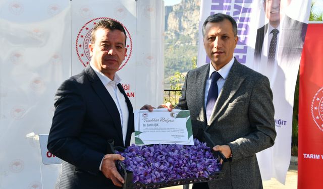 Yenişehir’de safran üretimi üçüncü yılında