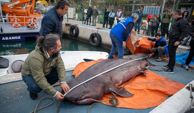 KARAYA VURAN KÖPEK BALIĞI’NI BÜYÜKŞEHİR EKİPLERİ ÇIKARDI