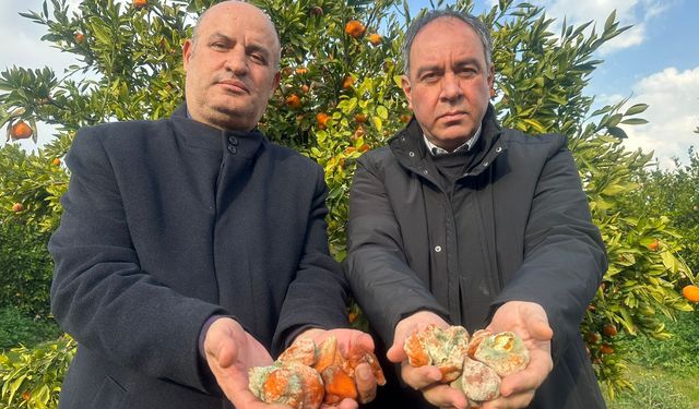 Zülfikar İnönü Tümer,  “Seyhanlı üretici kaderine, narenciye dalında çürümeye terk edildi!”