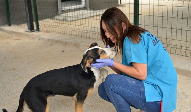 Başıboş Sokak Köpeklerine Yönelik Düzenleme Yasalaştı