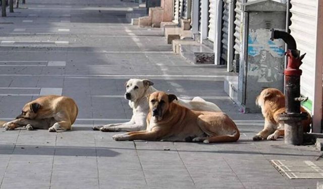 Adana Barosu'ndan Sokak Hayvanları Yasa Teklifine Tepki