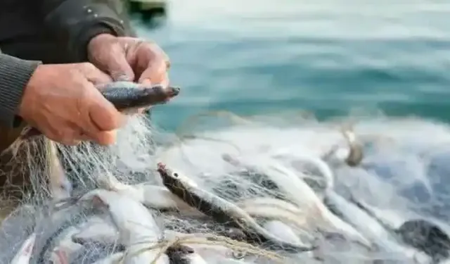 Balıkçılıkta Yeni Dönem Başlıyor: 4 Yıllık Kurallar Yürürlüğe Giriyor