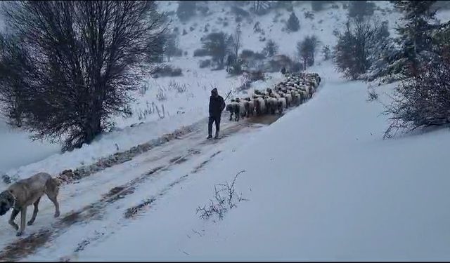 KARDA MAHSUR KALAN VATANDAŞLARIN VE HAYVANLARIN İMDADINA BÜYÜKŞEHİR KOŞUYOR