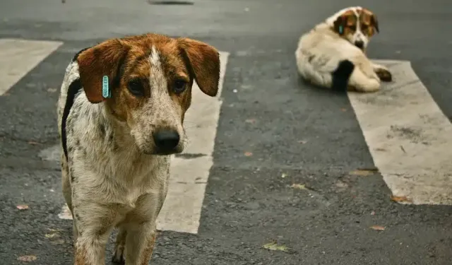 BİR SOKAK KÖPEĞİNİN GÖZLERİNİN İÇİNE HİÇ BAKTINIZ MI?