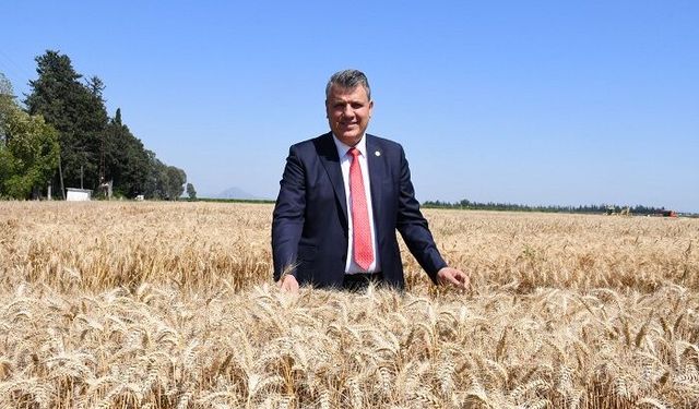 CHP'li Ayhan Barut "Buğdayda belirsizlik çiftçiyi mağdur ediyor"
