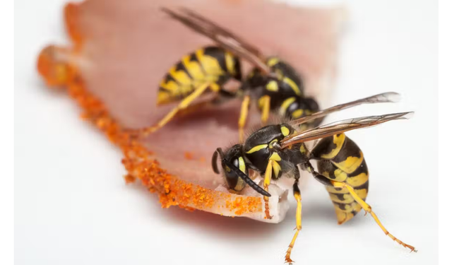 Pikniğinizi İstila Eden Eşek Arılarına Bilimsel Bir Rehber
