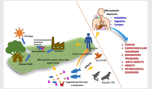 Plastik: Çevremizde ve İçimizde