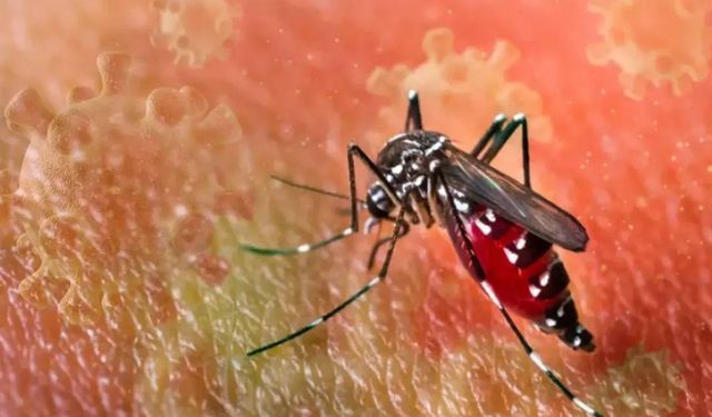 Çin’de Chikungunya Alarmı: Sivrisinek Kaynaklı Vakalar Hızla Artıyor