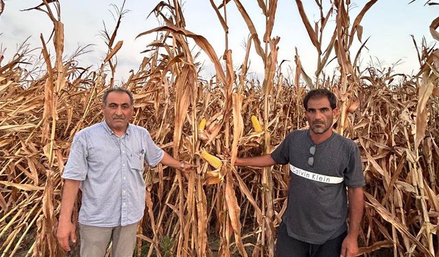 TARSİM SİGORTALARI İLE ÇİFTÇİNİN YILDIZI BARIŞMIYOR