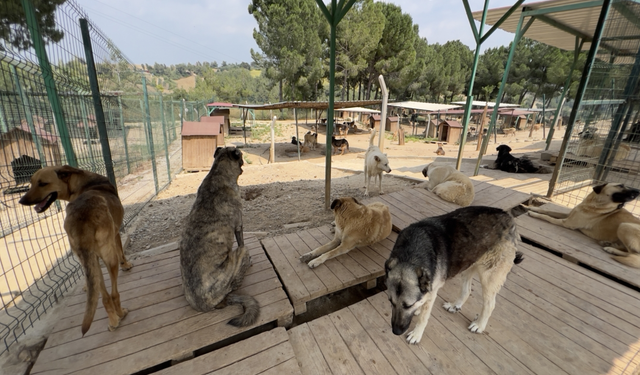 Adana’da Sokak Hayvanları İçin Yeni Süreç: Valilik Talimatıyla Toplamalar Başladı
