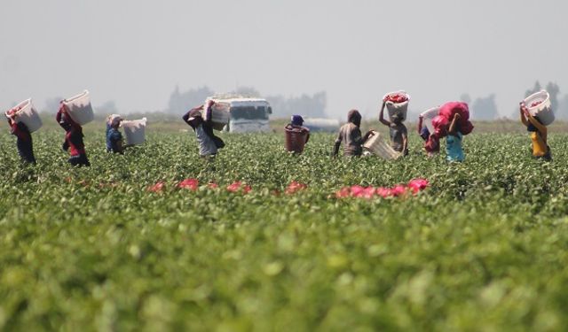 Çukurova’da Tarım İşçileri Grevde: Yevmiyeler 900 TL’den 1.500 TL’ye Çıkartılmak İsteniyor
