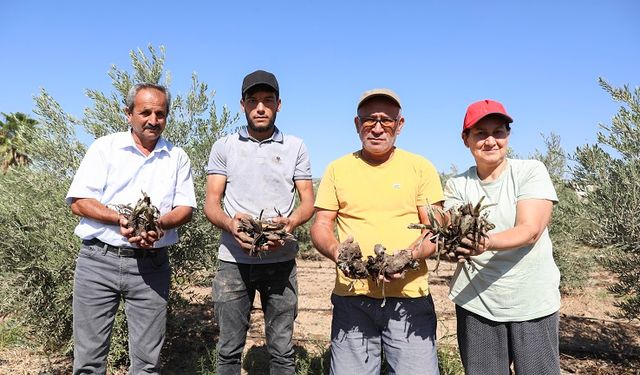 BÜYÜKŞEHİR’DEN ÜRETİCİYE İLK KEZ ENGİNAR YUMRUSU DESTEĞİ…