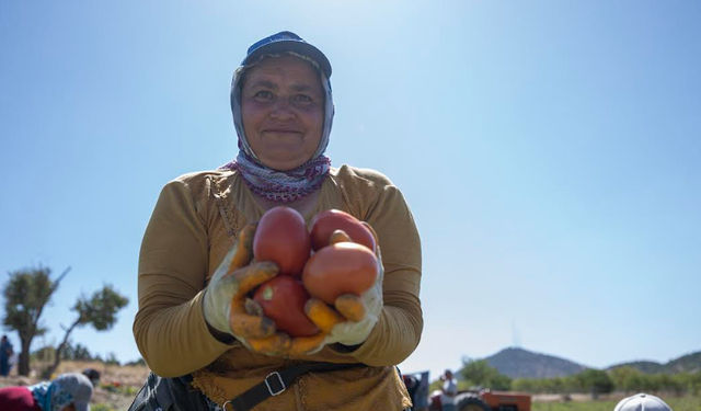 MERSİN BÜYÜKŞEHİR BELEDİYESİ’NDEN YÜZDE 70’İ HİBELİ DOMATES FİDESİ DESTEĞİ