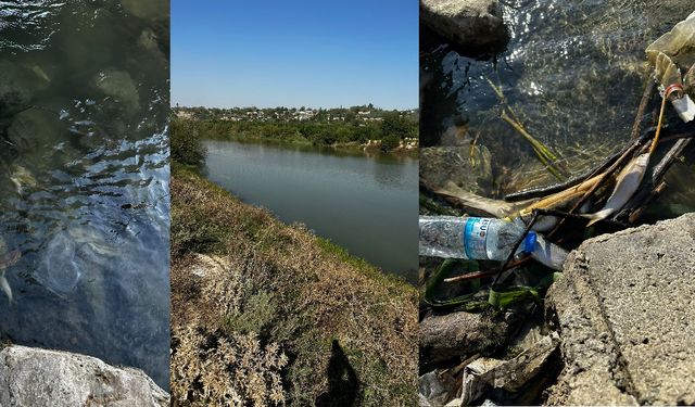 ÇMO: Seyhan, Ceyhan, Tarsus Çayı ve Deliçay’da yaşanan kirlilik "tahammül edilemeyecek boyutlara" ulaştı