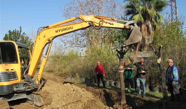 Adana Büyükşehir: Kavşak Çalışmalarında Ağaç Kesimi Yok, Ağaçlar Fidanlıklara Taşınıyor