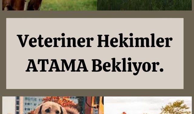 Veteriner Hekimler Sosyal Medyada Ayakta: “VeterinerHekimlerAtamaBekliyor”