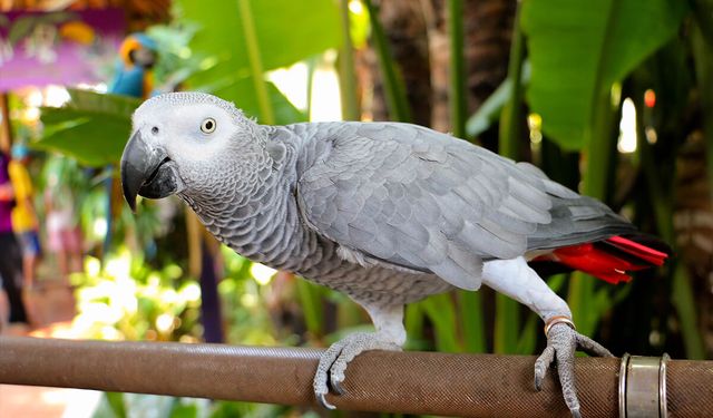 Jako Papağanı Satın Alma Rehberi _ Jako Papağanı Fiyatları 2026