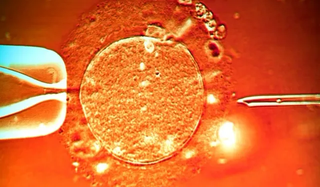 Hamile Kalamama (İnfertilite) Nedenleri: Kadın ve Erkek Kaynaklı Faktörler