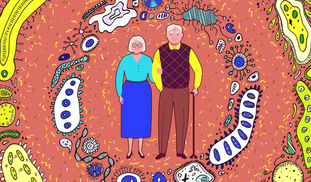 Yaşlanmayı Yavaşlatmak Mümkün mü? Bilim Bağırsaklara İşaret Ediyor