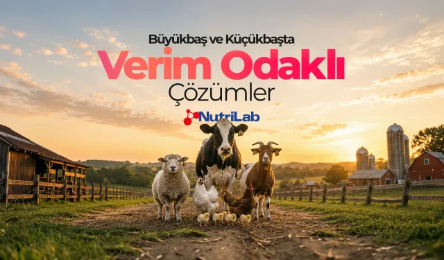 Yem Analizi Hangi Laboratuvarda Yapılır?