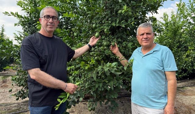 Ayhan Barut’tan limon üreticisi için çağrı: “Maliyet 10 lira, dayatılan fiyat 5-6 lira”