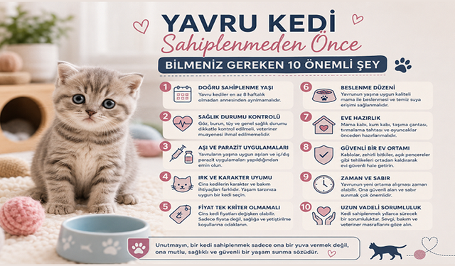Yavru Kedi Sahiplenmeden Önce Bilmeniz Gereken 10 Önemli Şey