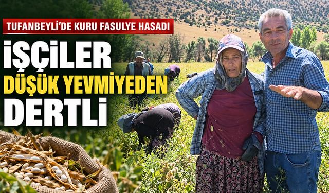 Tufanbeyli’de Kuru Fasulye Hasadı Başladı: İşçiler Düşük Yevmiyeden Dertli