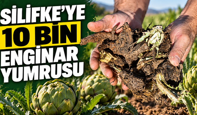 Mersin Büyükşehir’den Silifkeli Üreticilere 10 Bin Enginar Yumrusu