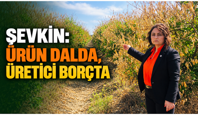 Şevkin’den Meclis’e narenciye çağrısı: “Ürün dalda, üretici borçta”