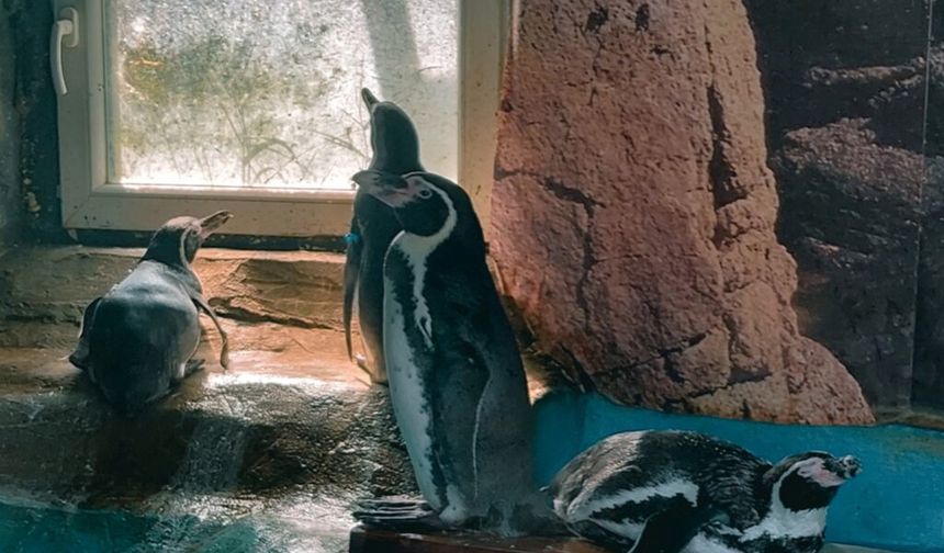 Hayvanat bahçesinde tutsak edilen penguenler de kuş gribinden öldü