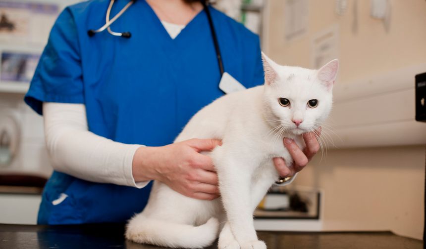 7/24 Açık Veteriner İstanbul: Acil Durumlarda Klinik Seçimi