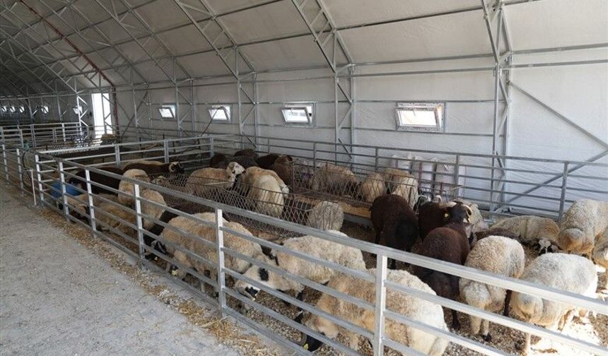 Bakan Yumaklı: Üreticilerin Elinde Kalan Kurbanlıkları ESK Satın Alacak
