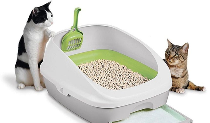 Kedi Kumu Nedir?