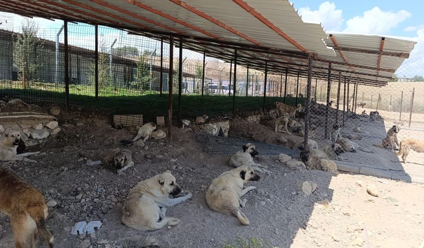 Adıyaman Belediyesinden sessiz dostlara güvenli yuva: 13 ayda bine yakın sokak hayvanı koruma altına alındı