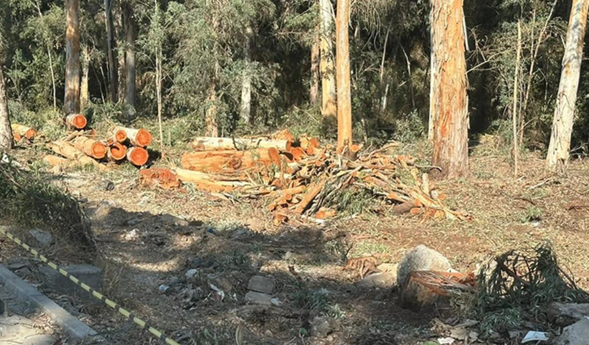 Adana Ekoloji Platformu: “Yangın Tehlikesi” Nedeniyle Ağaç Kesmek Üniversiteye Yakışmıyor
