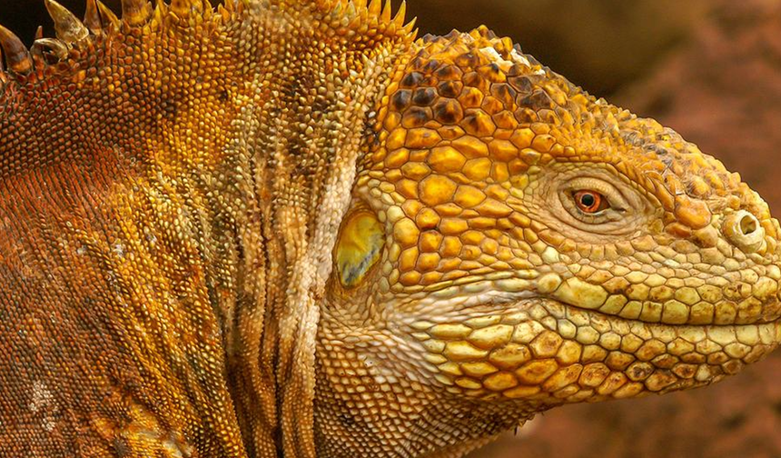 Doğayı Kurtarma Zirvesi: Nesli Tehlikedeki Türler İçin Yeni Küresel Koruma Hamlesi