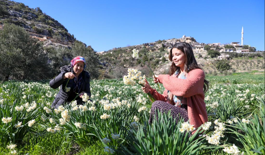 BÜYÜKŞEHİR ATIL ARAZİLERİ NERGİS SOĞANI İLE DEĞERLENDİRİYOR