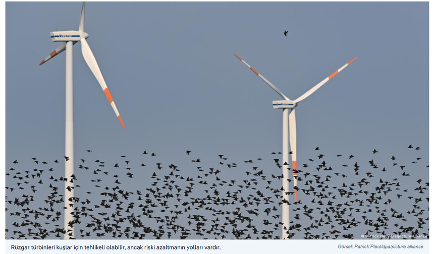 Göçmen türler alarm veriyor: Nüfusların yarıya yakını azalıyor